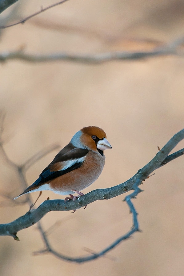 Hawfinch ​​​​​​​Bialowieza, Poland