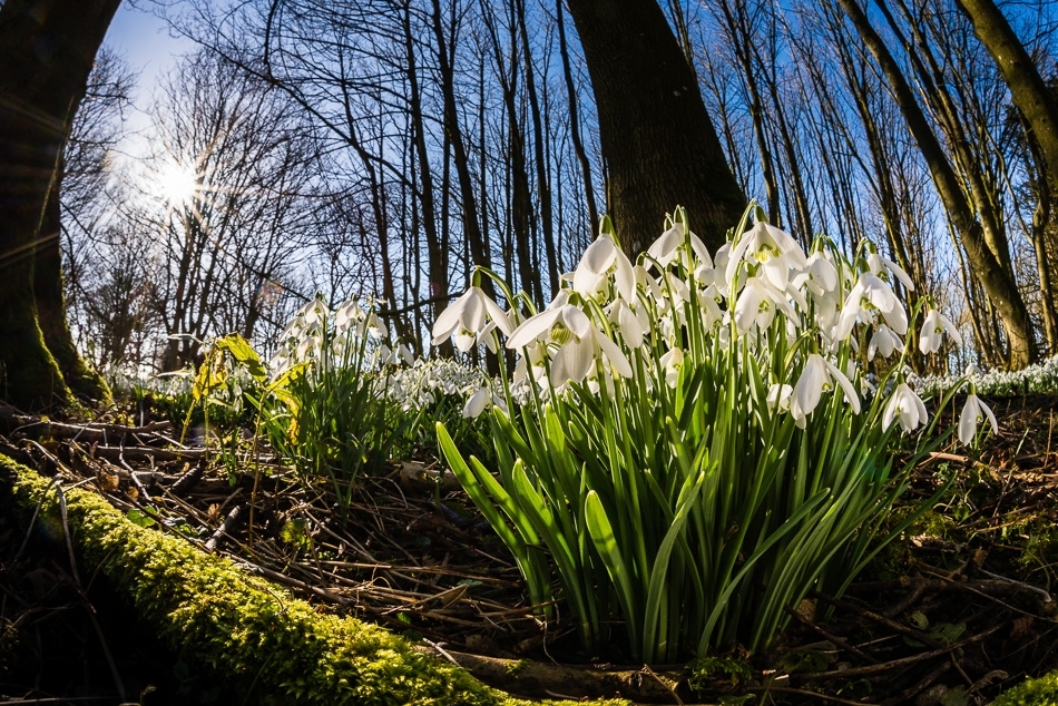 Harbinger of spring