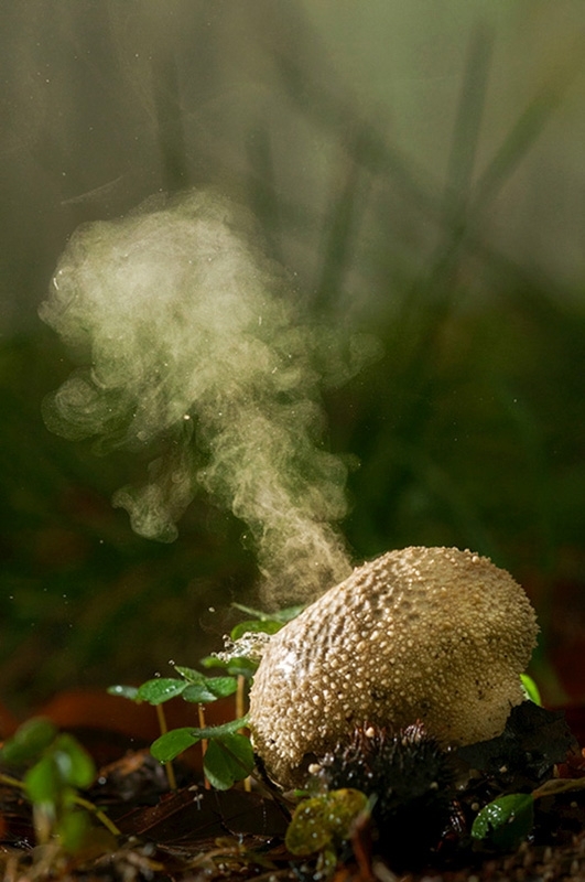 Common puffball mushroom releasing spores