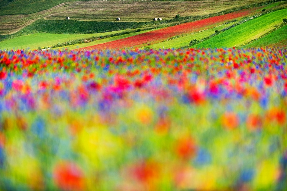 La Fioritura, Umbria #13