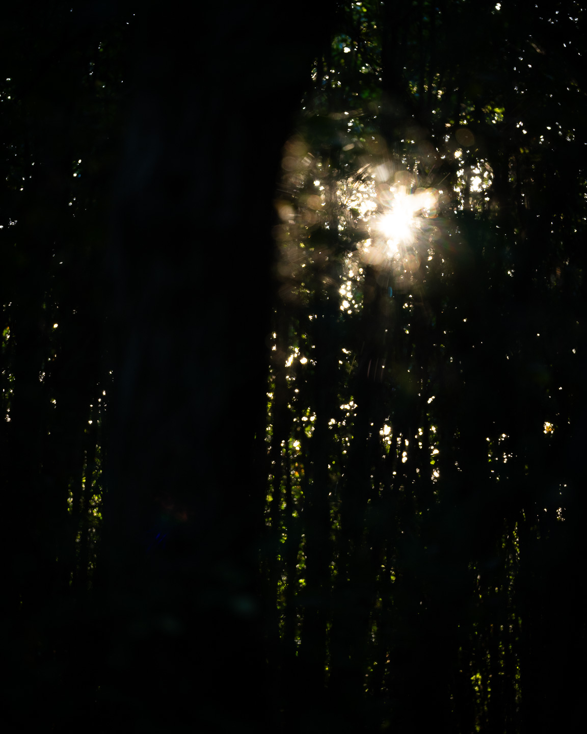 Autumn sun coming through trees in an English woodland