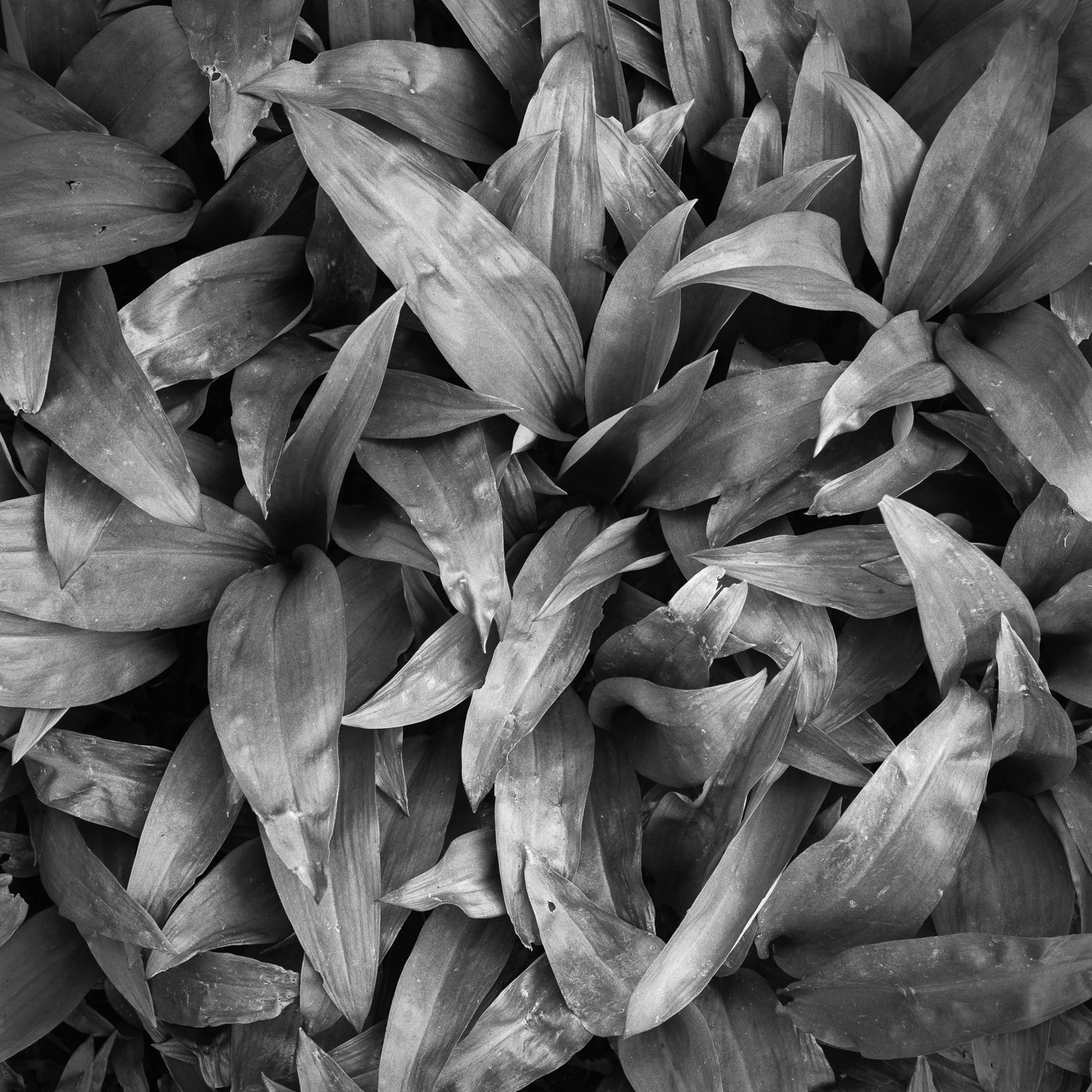 Ramson leaves