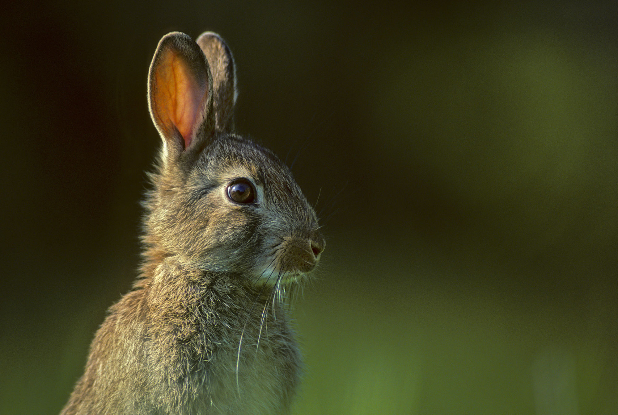 Young rabbit