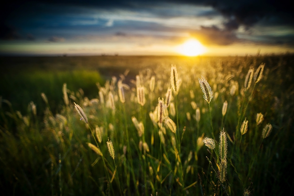 Meadow barley