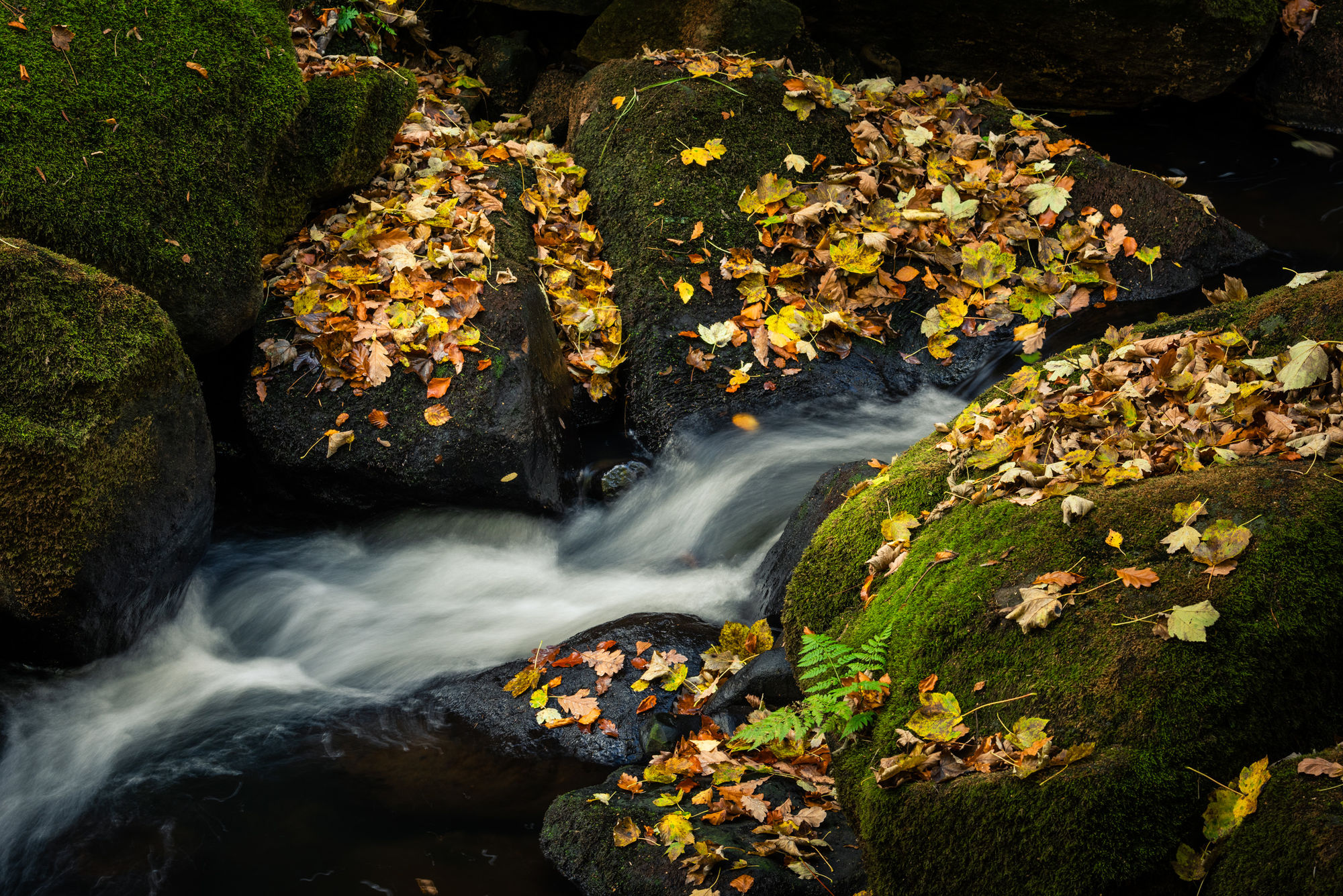 padley view rocks and leaves