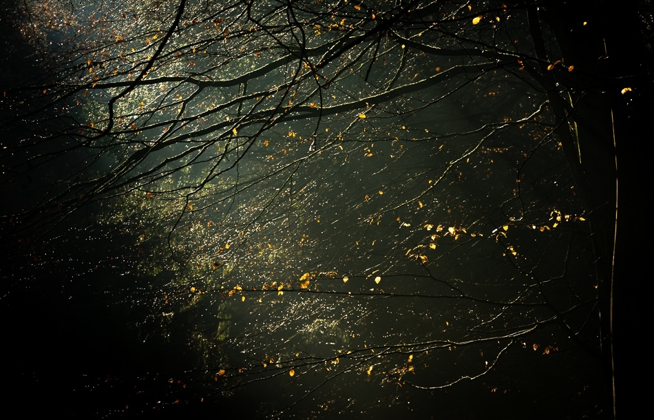 Woodland sunrise ​​​​​​​Kent, England