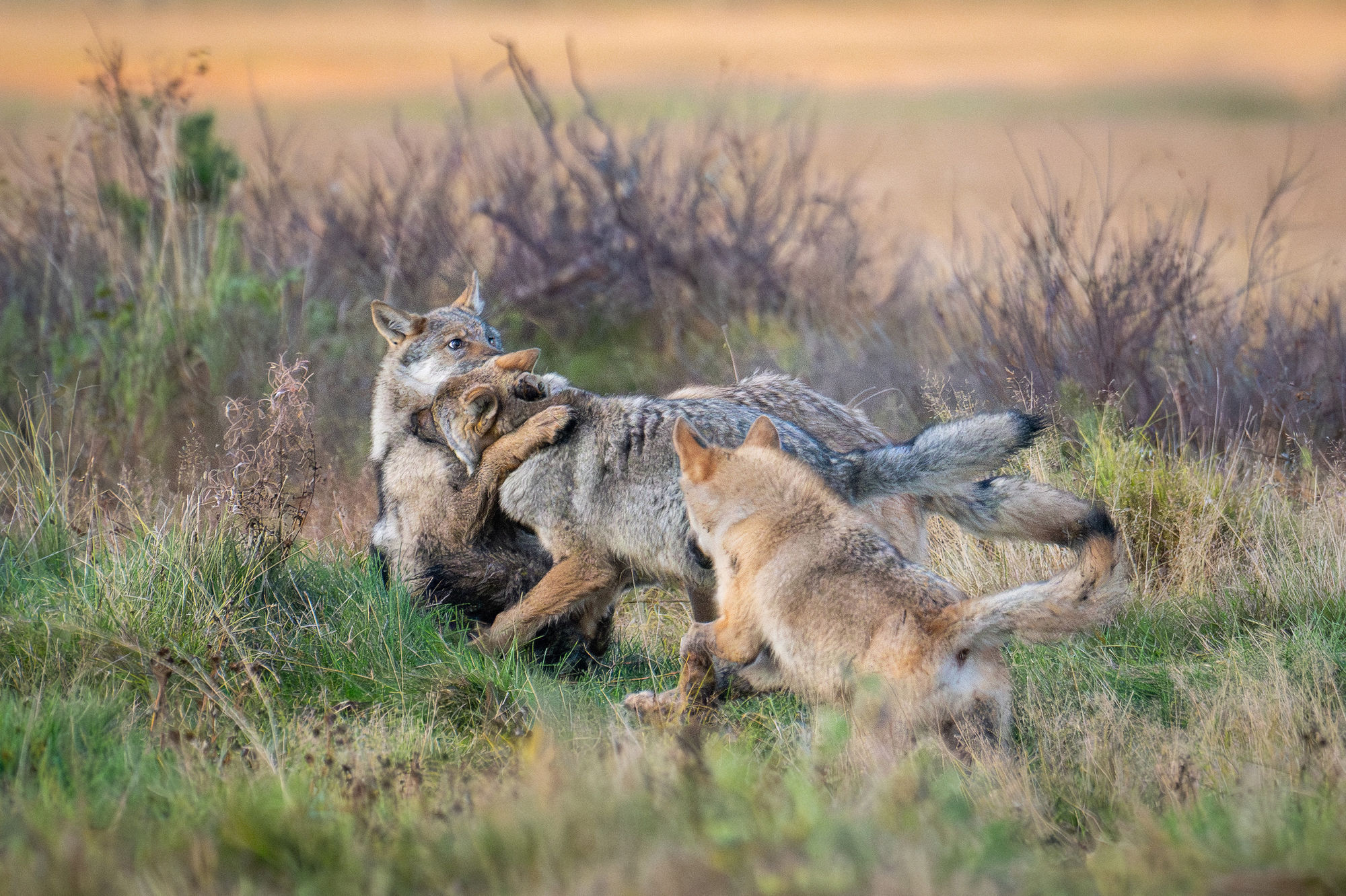wolf play fighting