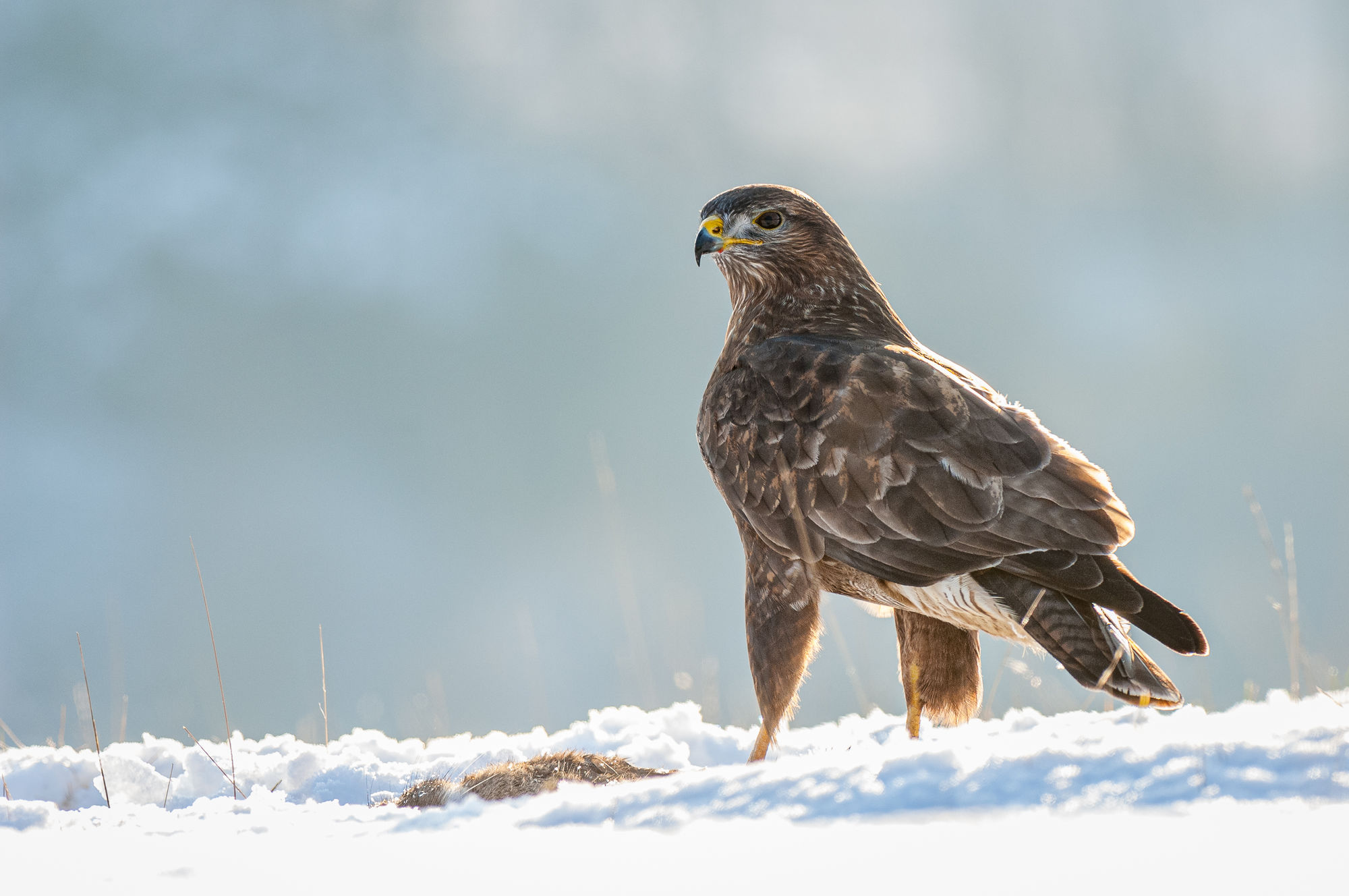 Common Buzzard
