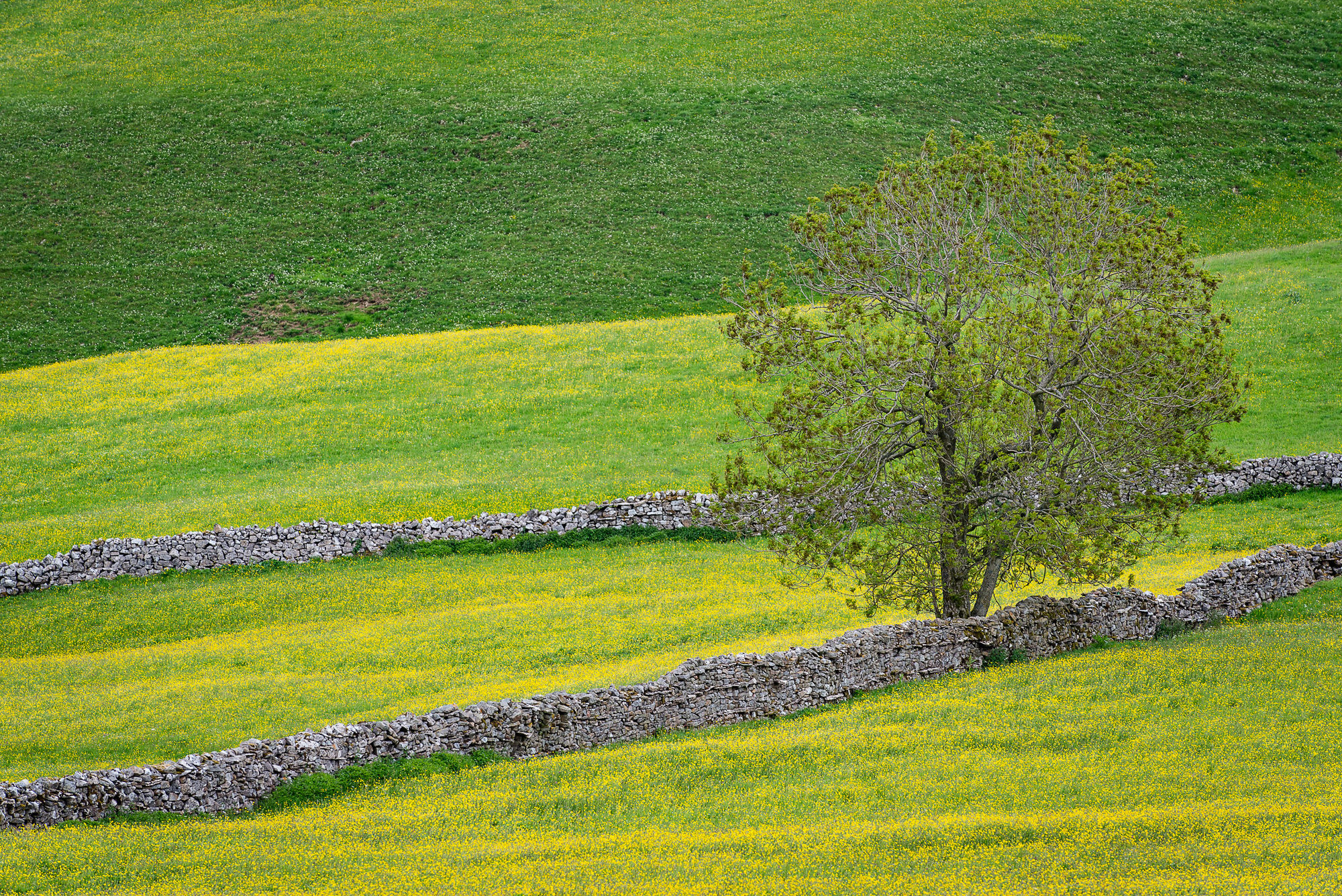 Tree in field