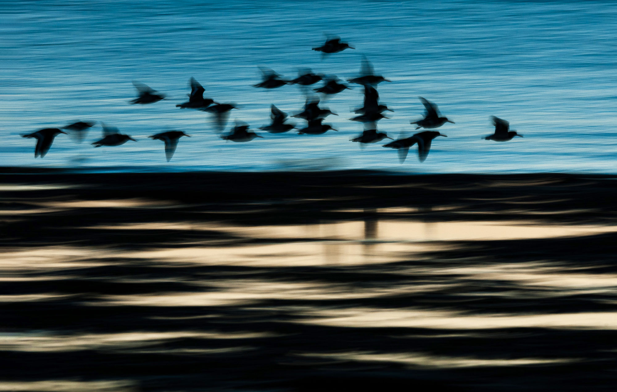 Oystercatcher BPOY