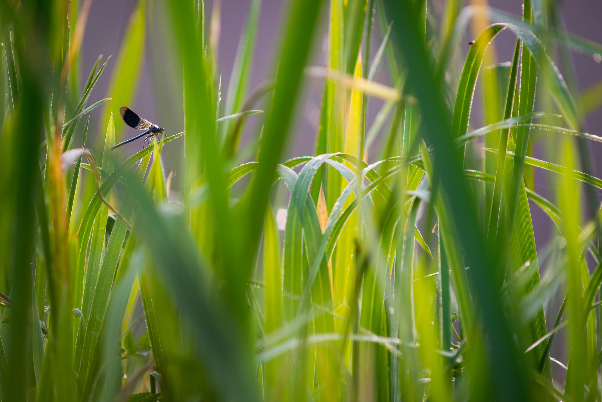 Banded demoiselle wide