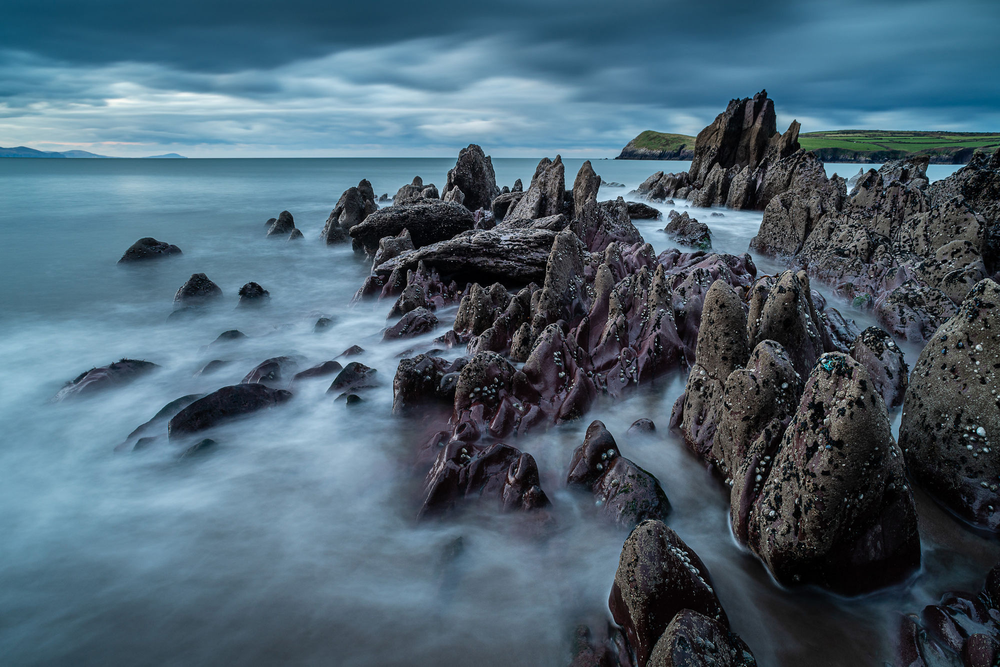 Dingle barnacles