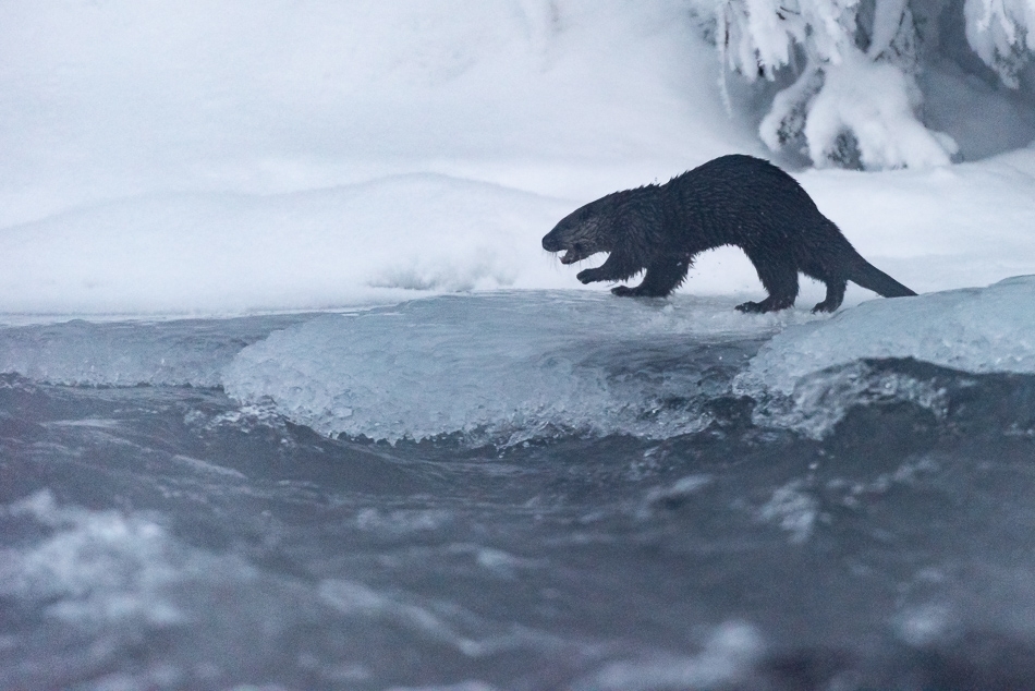 Otter ​​​​​​​Kuusamo, Finland