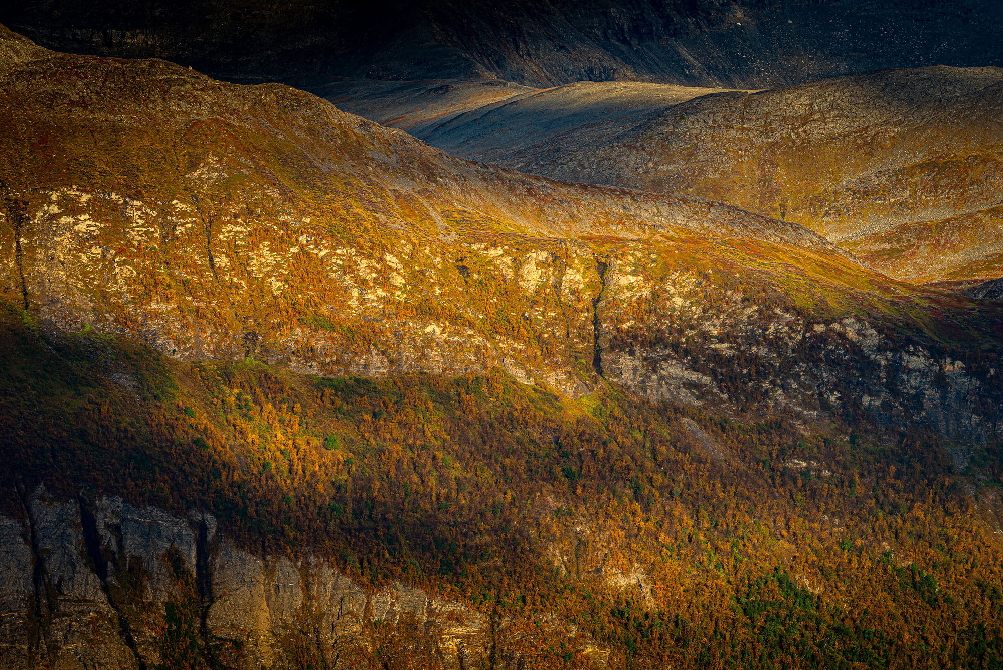 Norway birch mountain