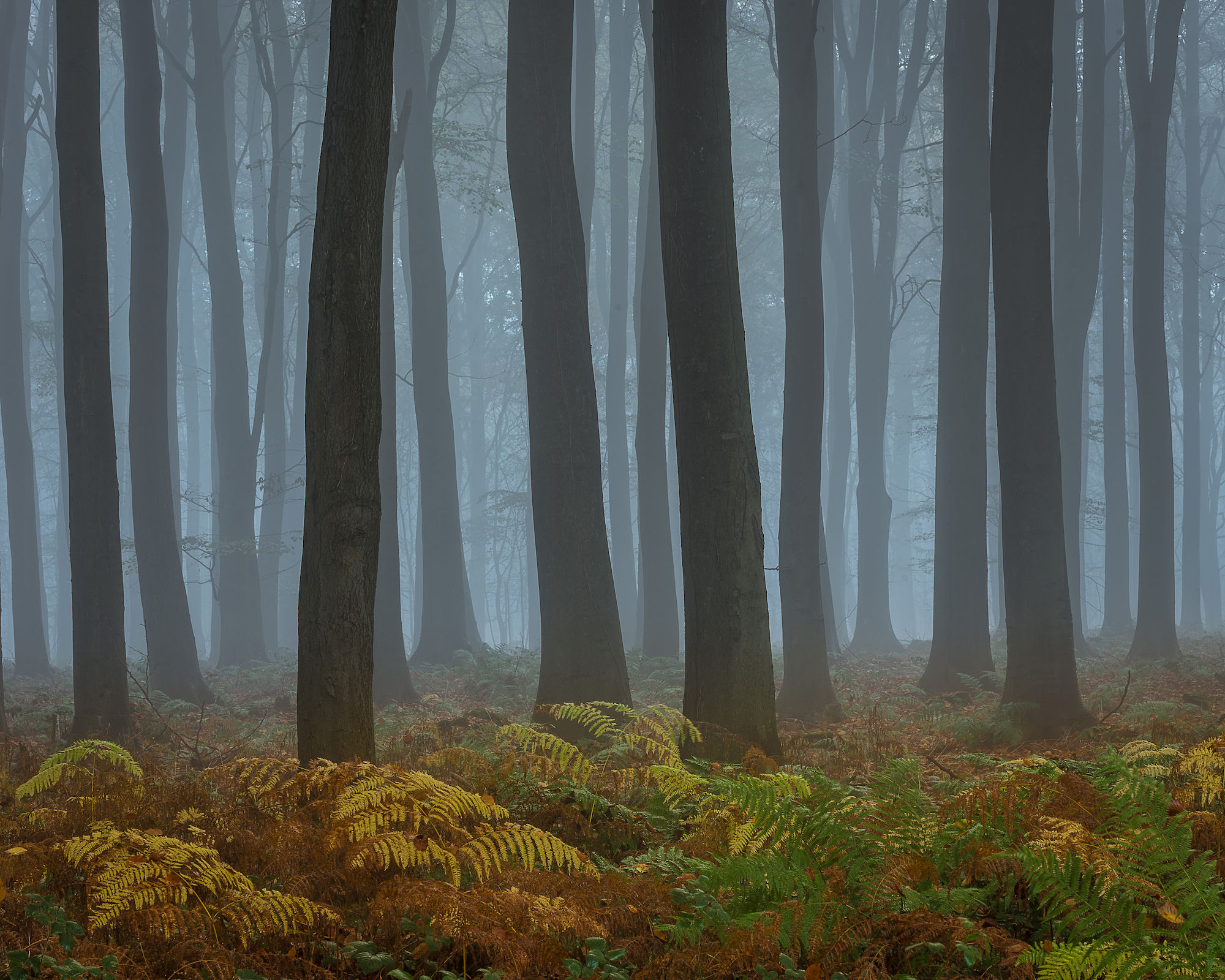 Beech mist sentinels