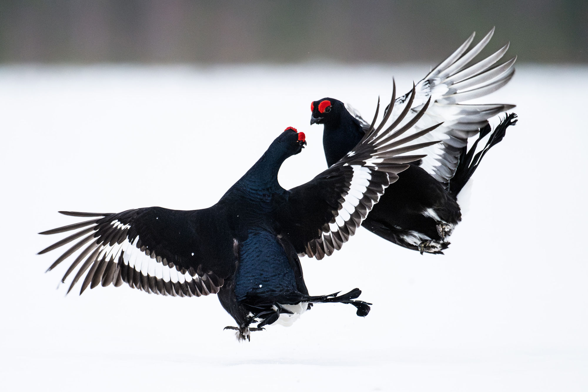 Grouse fighting close-up
