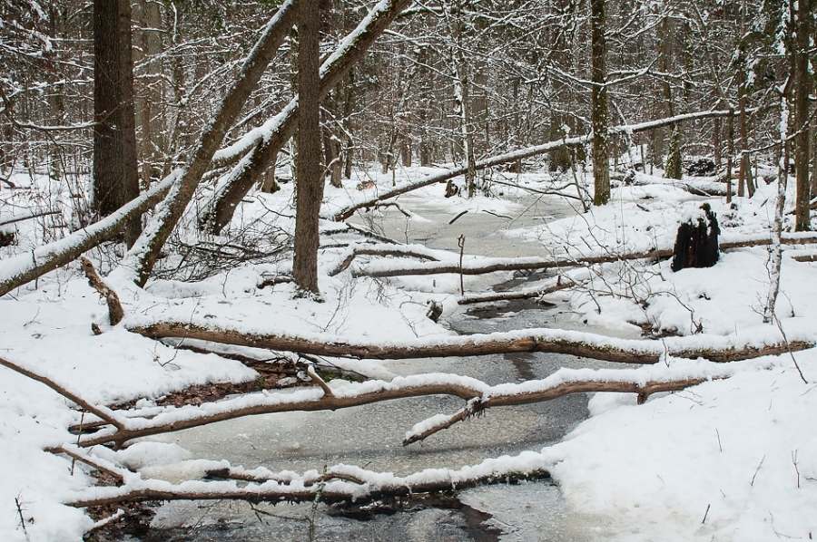 Strictly Protected Area ​​​​​​​Bialowieza, Poland