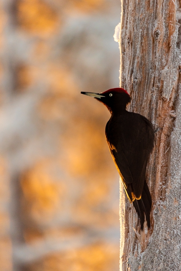 Black woodpecker ​​​​​​​Kuusamo, Finland