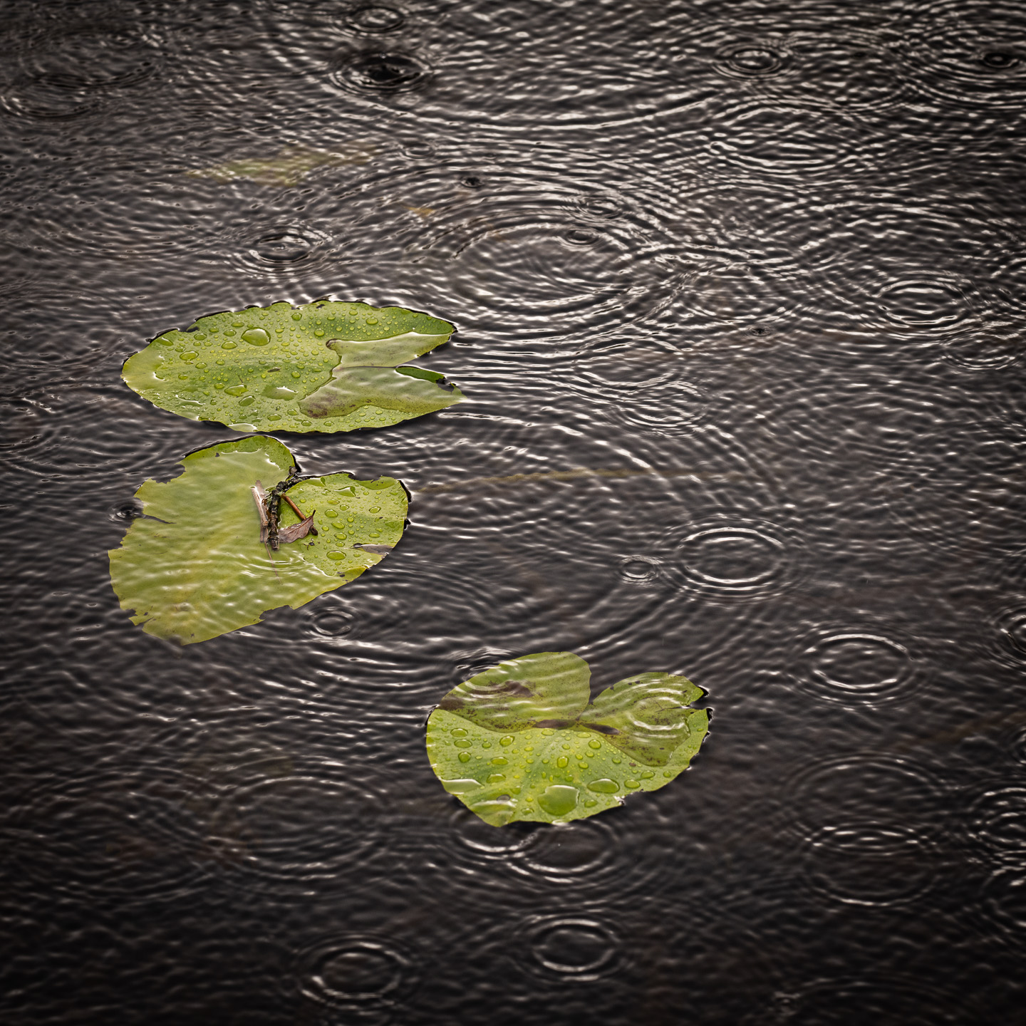 Lilies