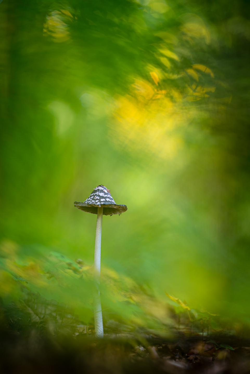 Magpie inkcap