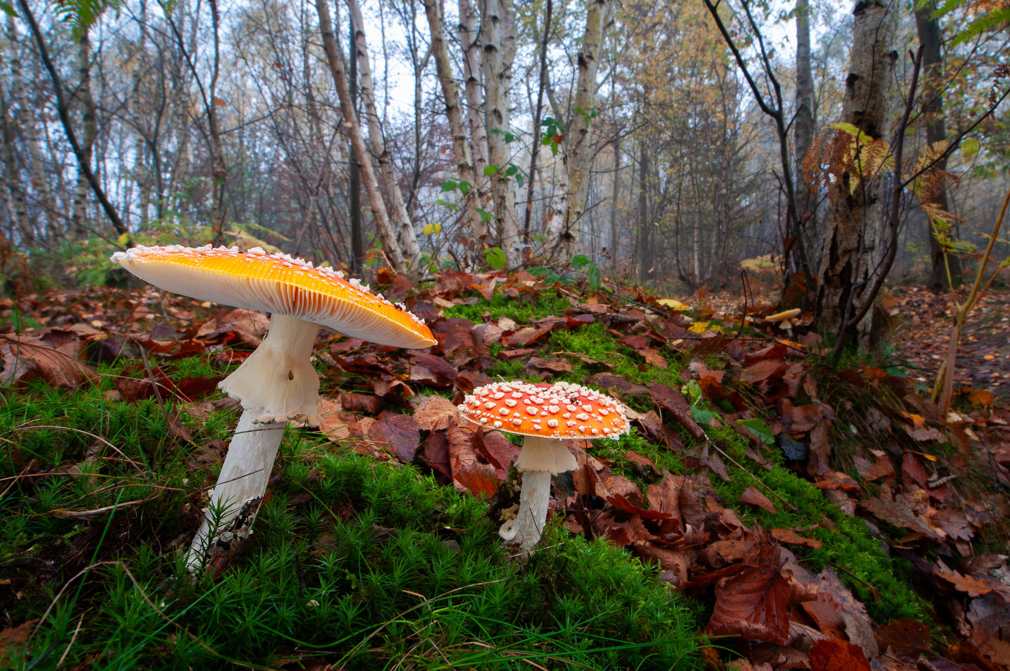 fly agaric w/a