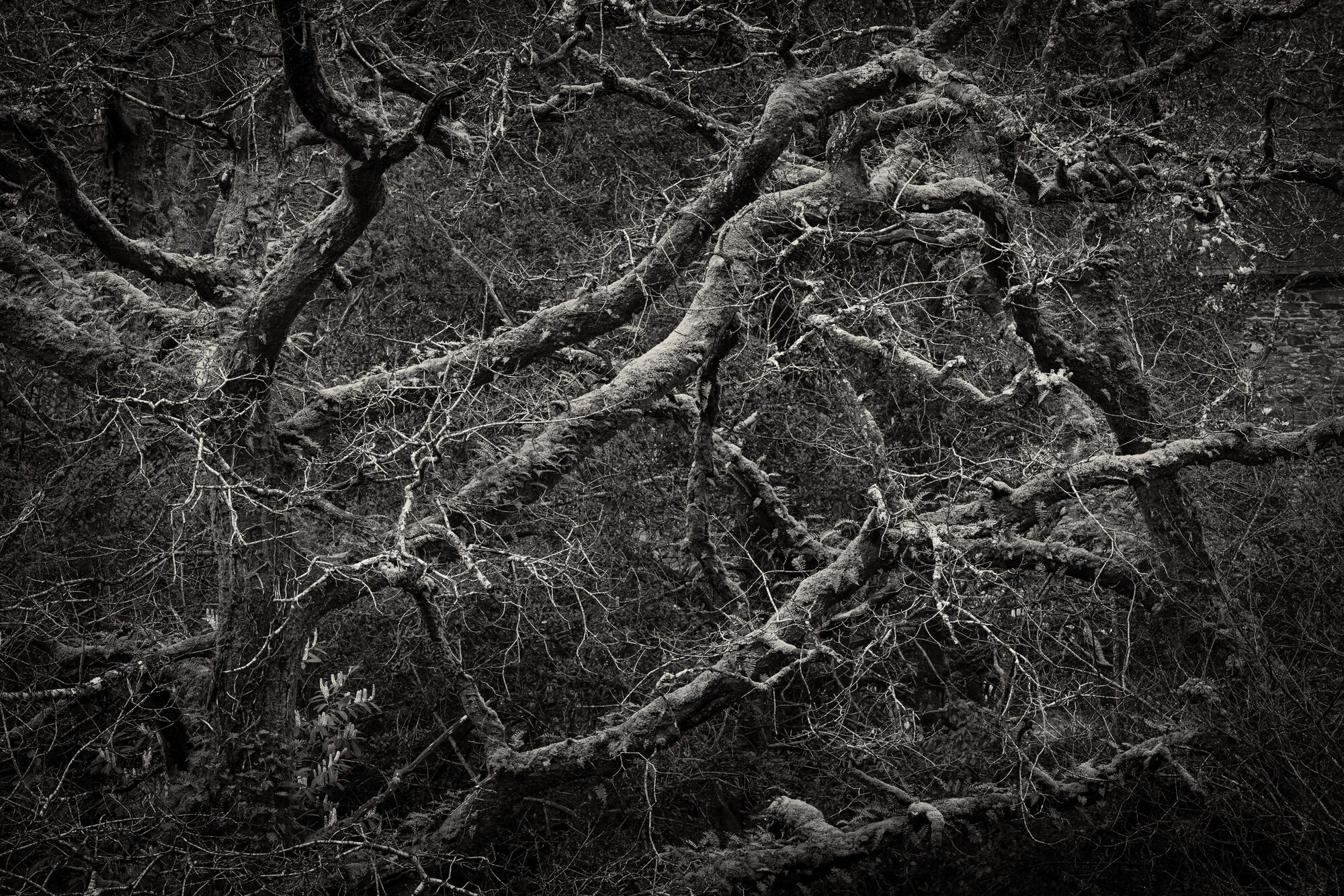 mossy tree