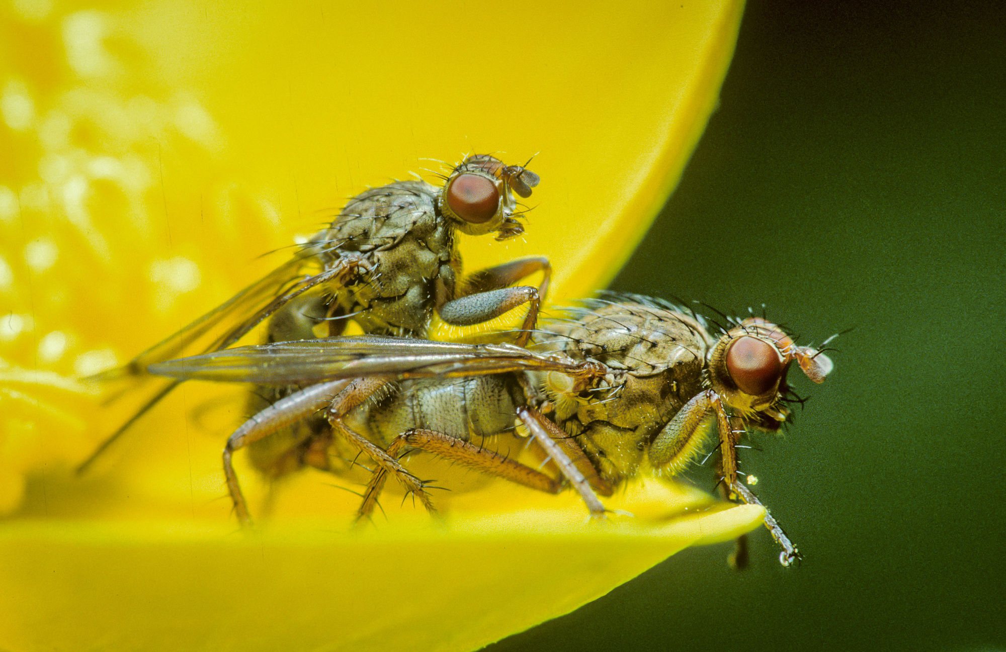 Dung mating
