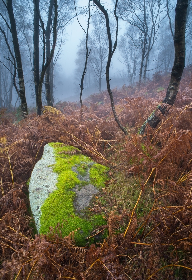 Moss covered rock in birchwood Dark Peak, Peak District