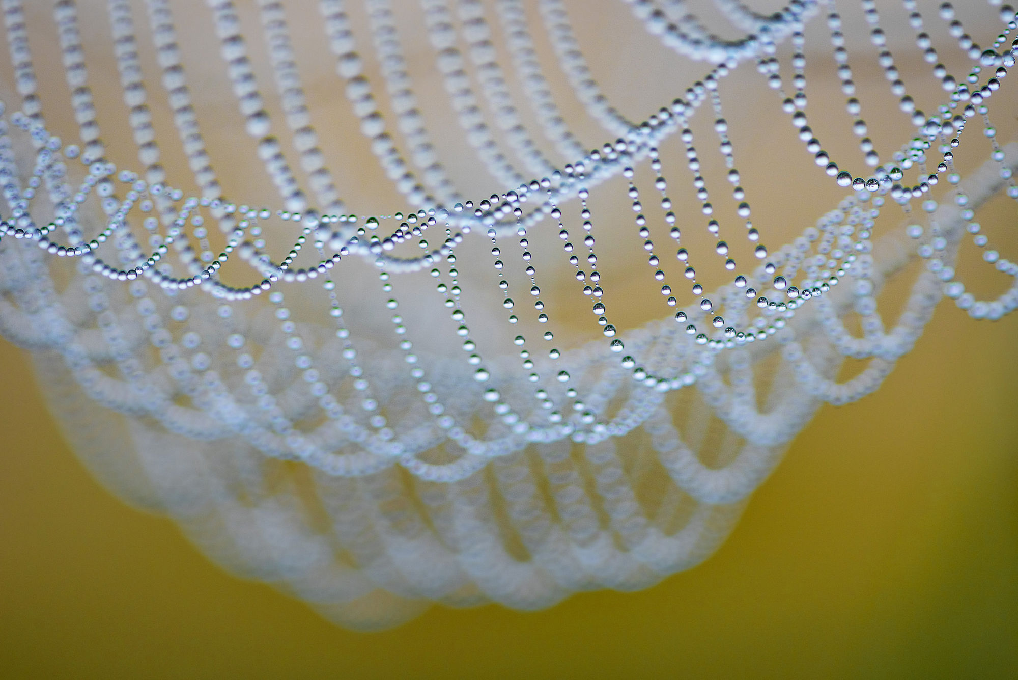 Meadow web