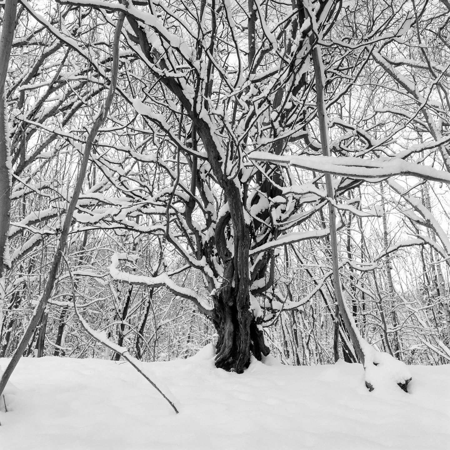 dingle snow big single hornbeam centre
