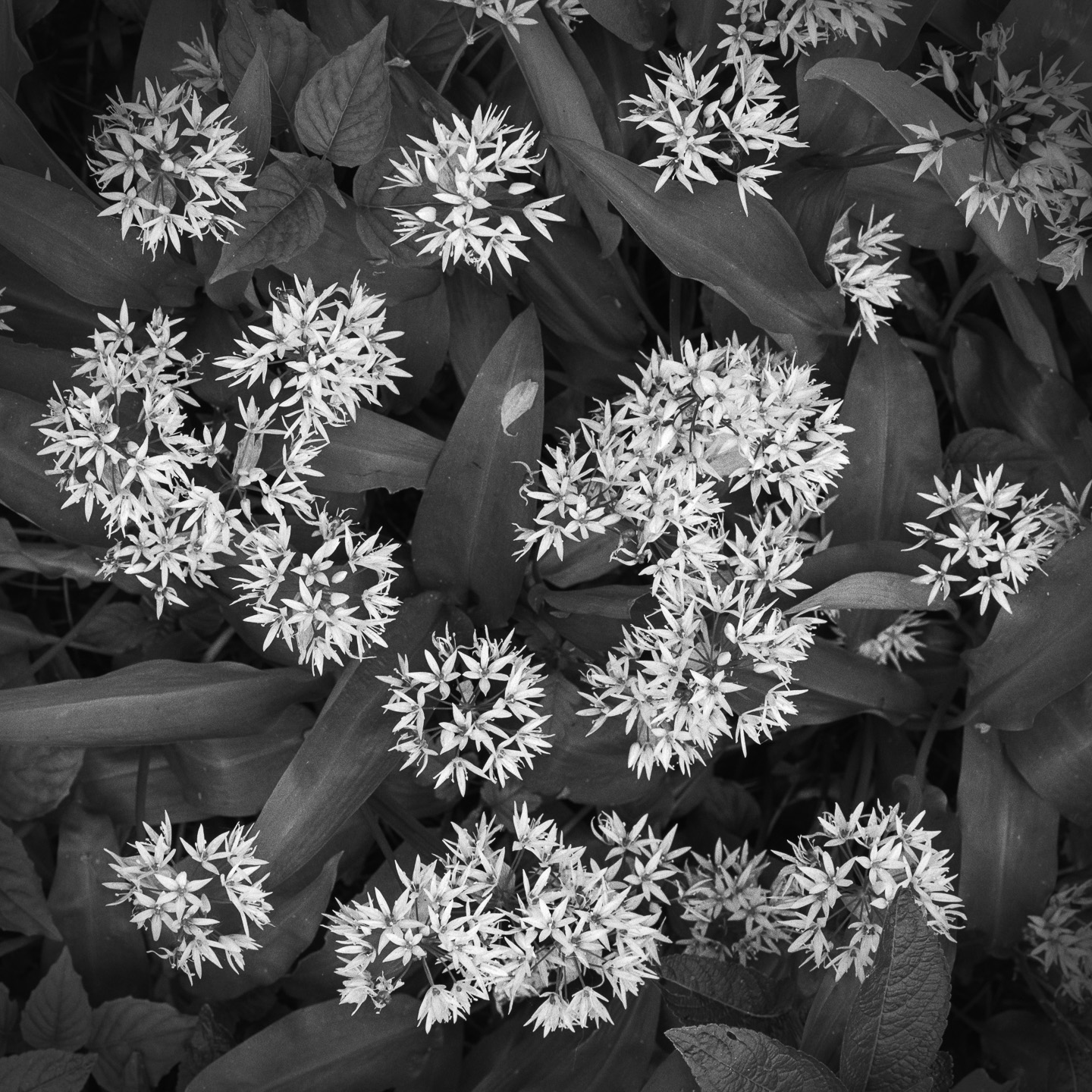 Ramson flowers