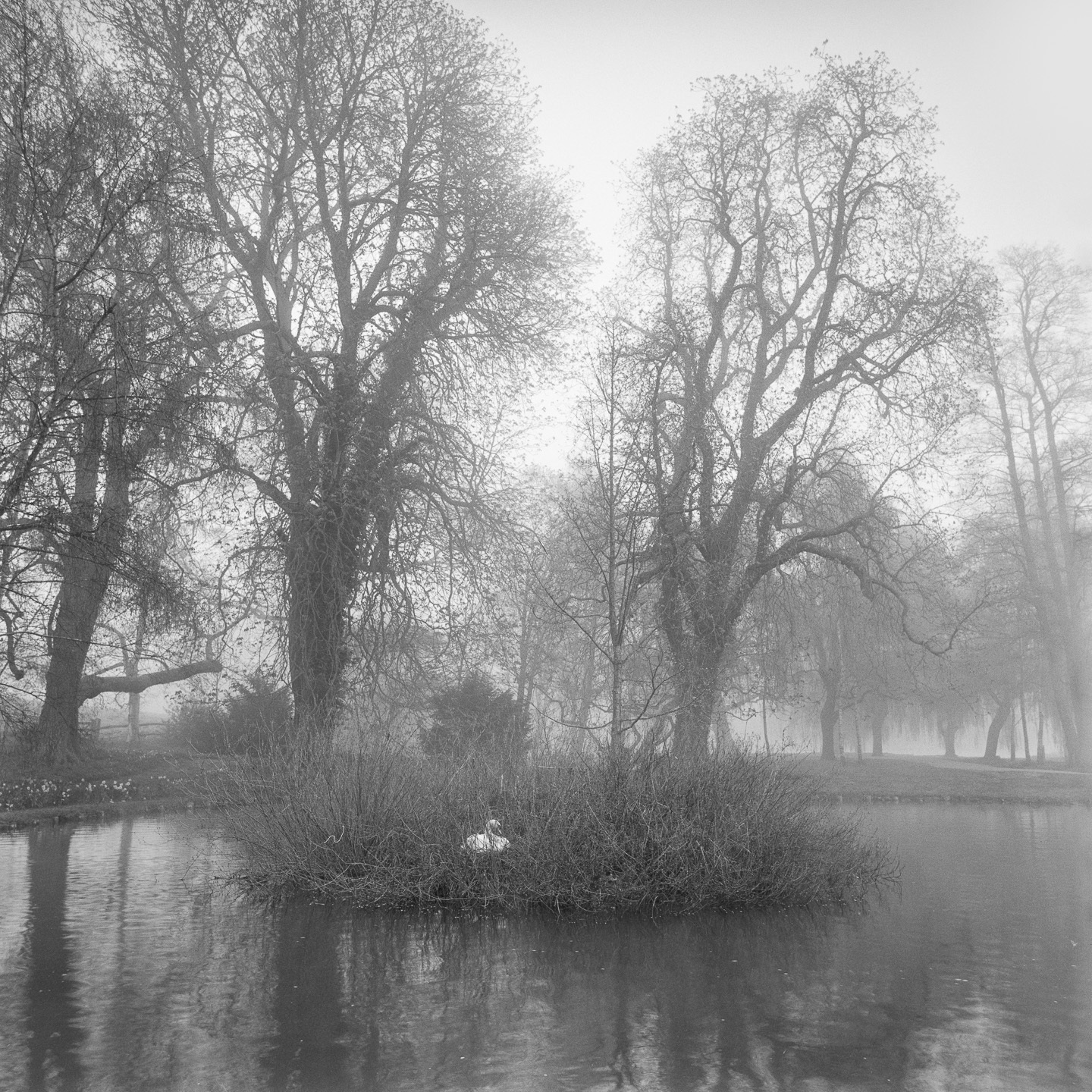 Leeds castle fog swan on nest