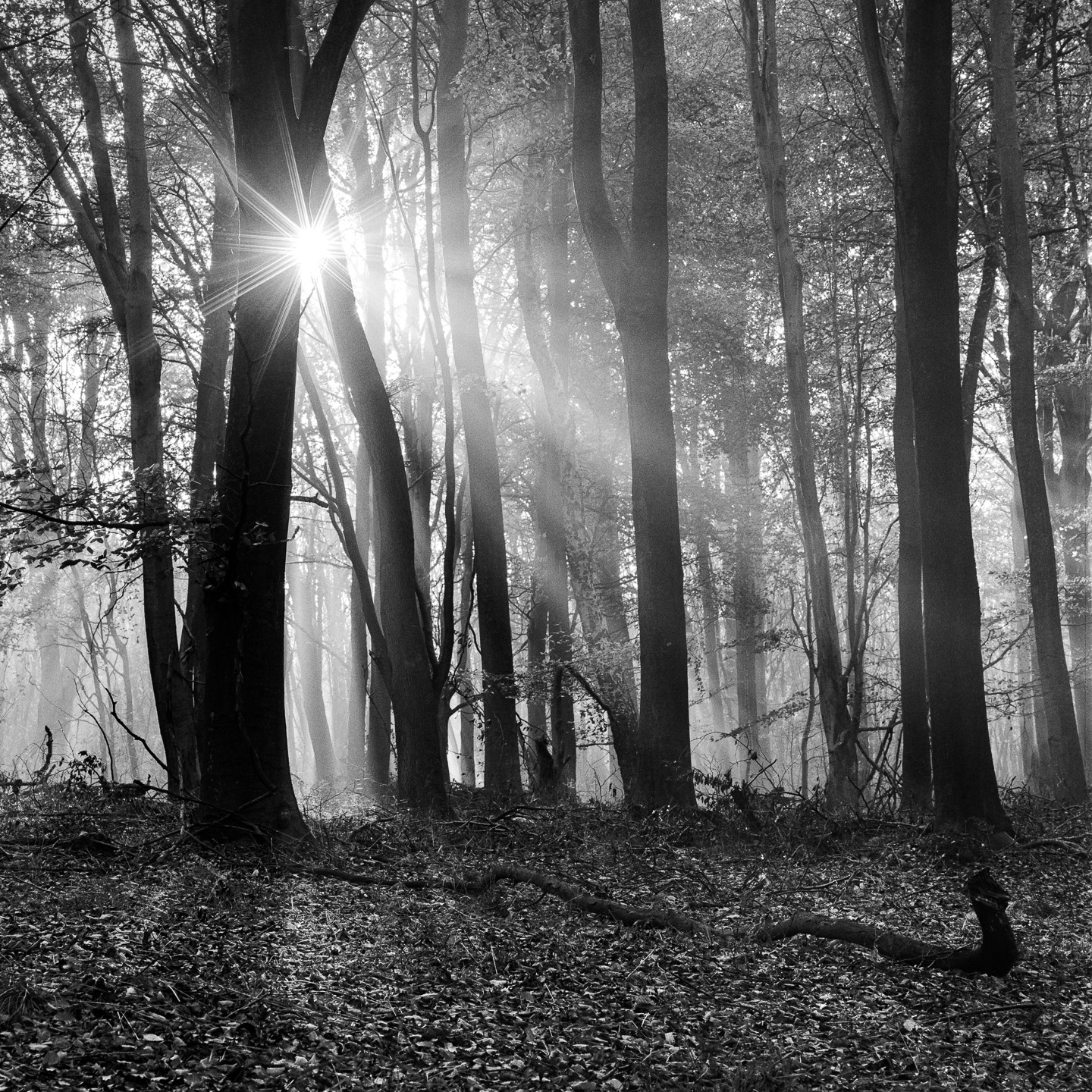 Kings rays