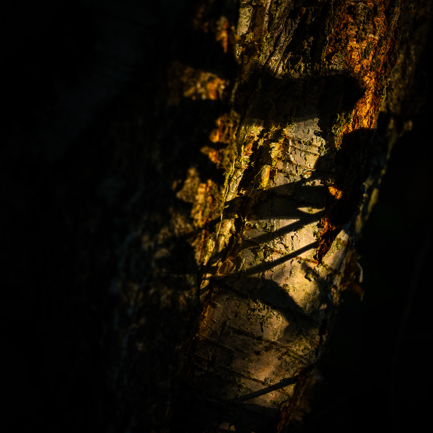 Shadows of leaves on a silver birch tree at sunrise. 