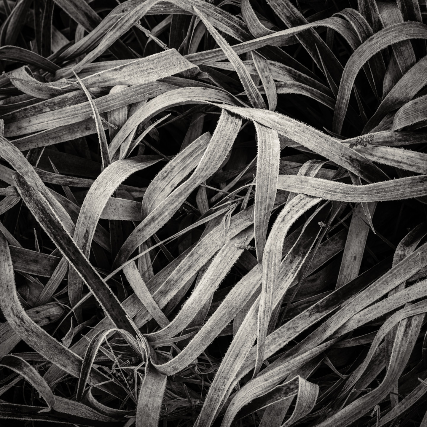 grasses