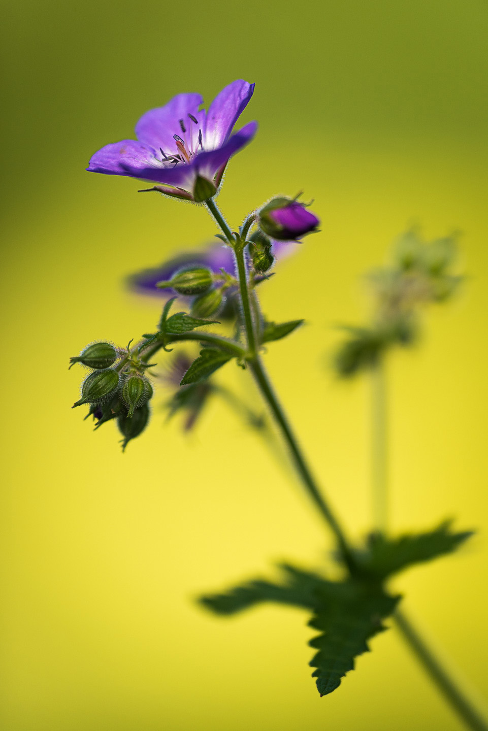 cranesbill