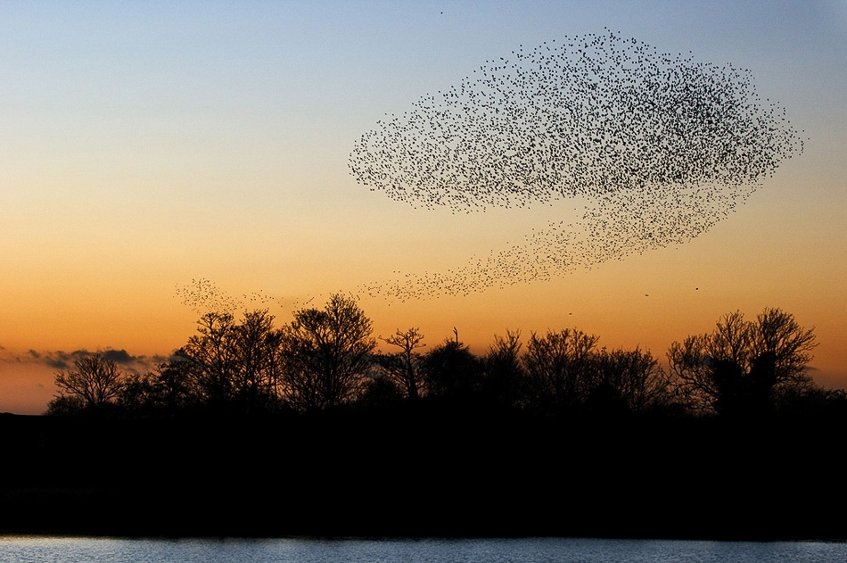 Starling roost
