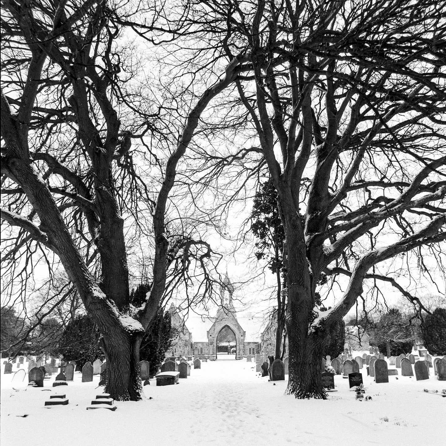 cemetery snow bare trees