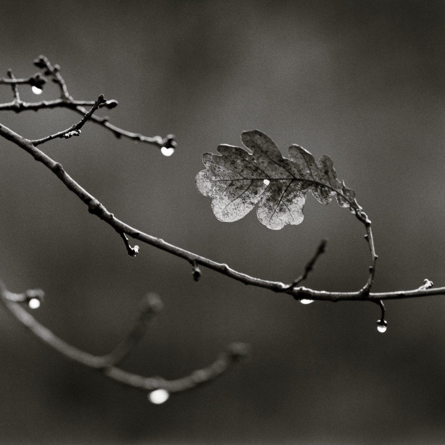 oak leaf and drops
