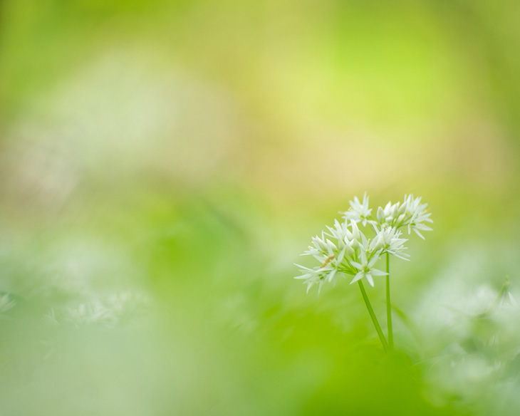 Wild garlic