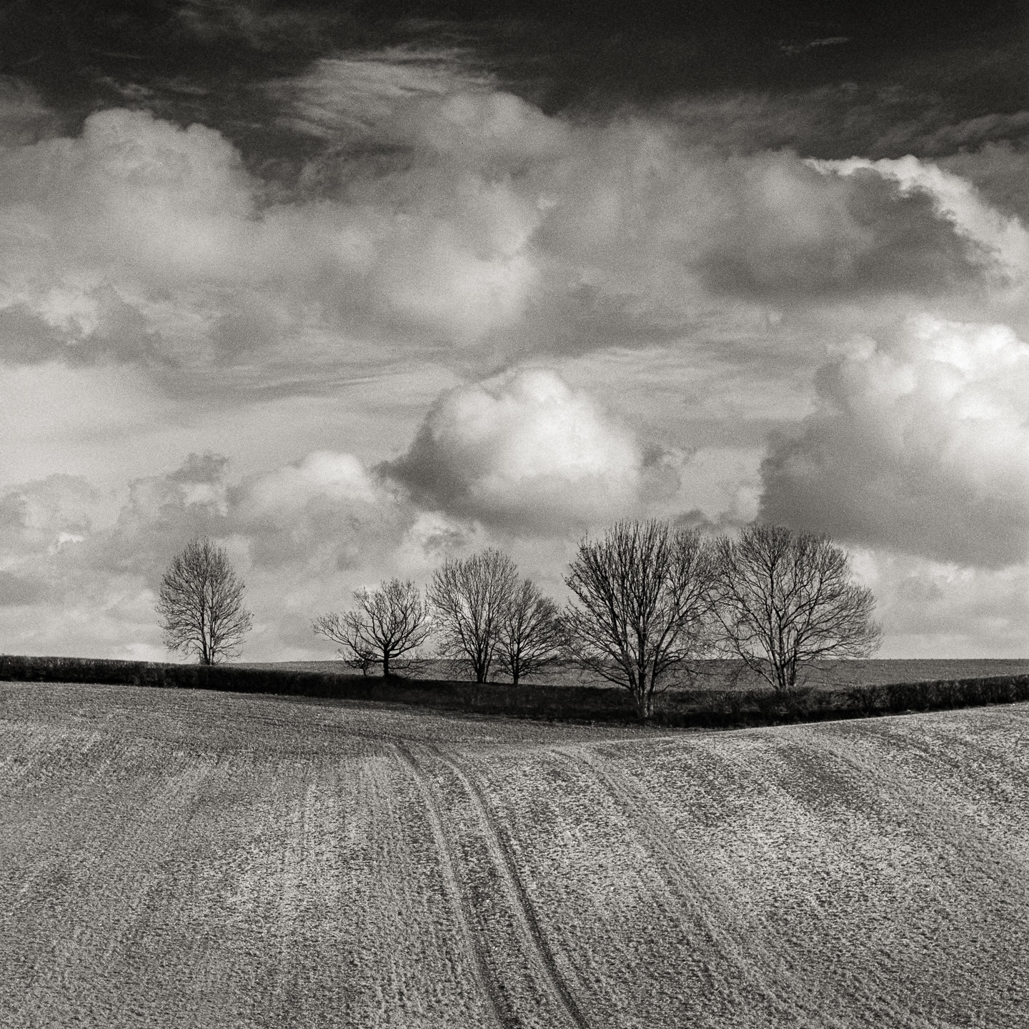 cloudscape treeline