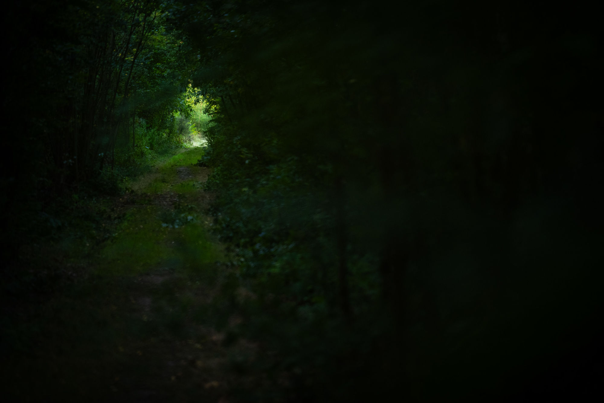Woodland path at dawn
