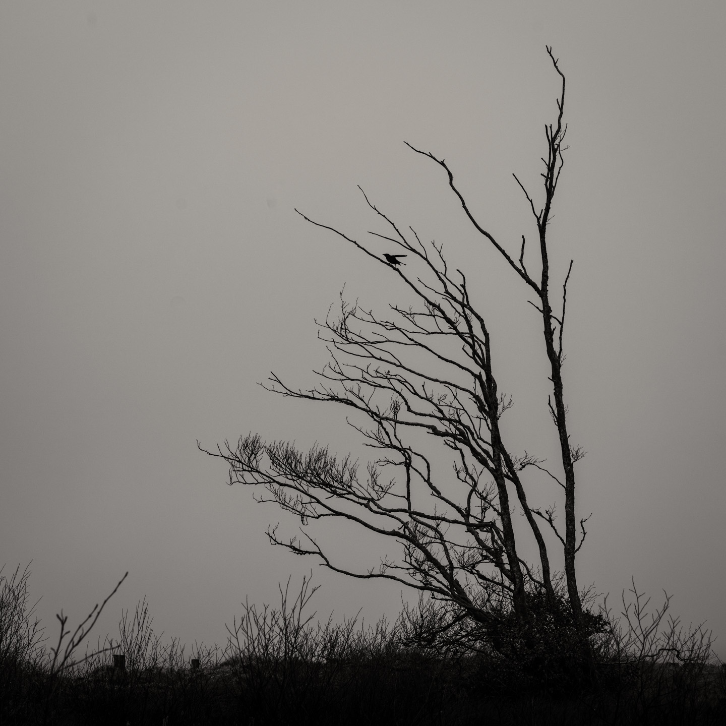 crow tree