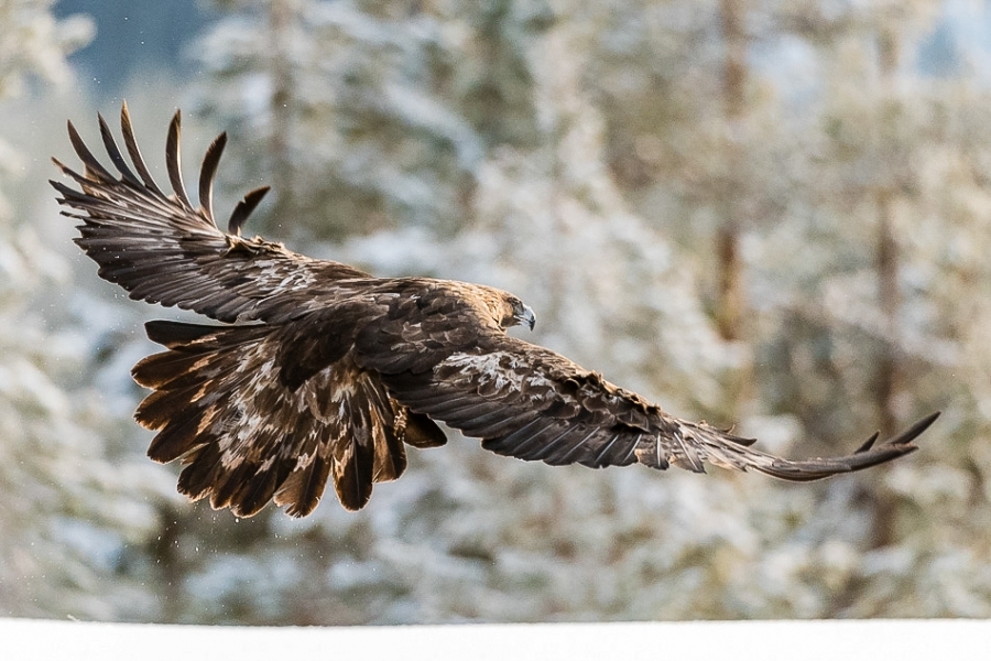 Golden eagle taking off ​​​​​​​Kuusamo, Finland