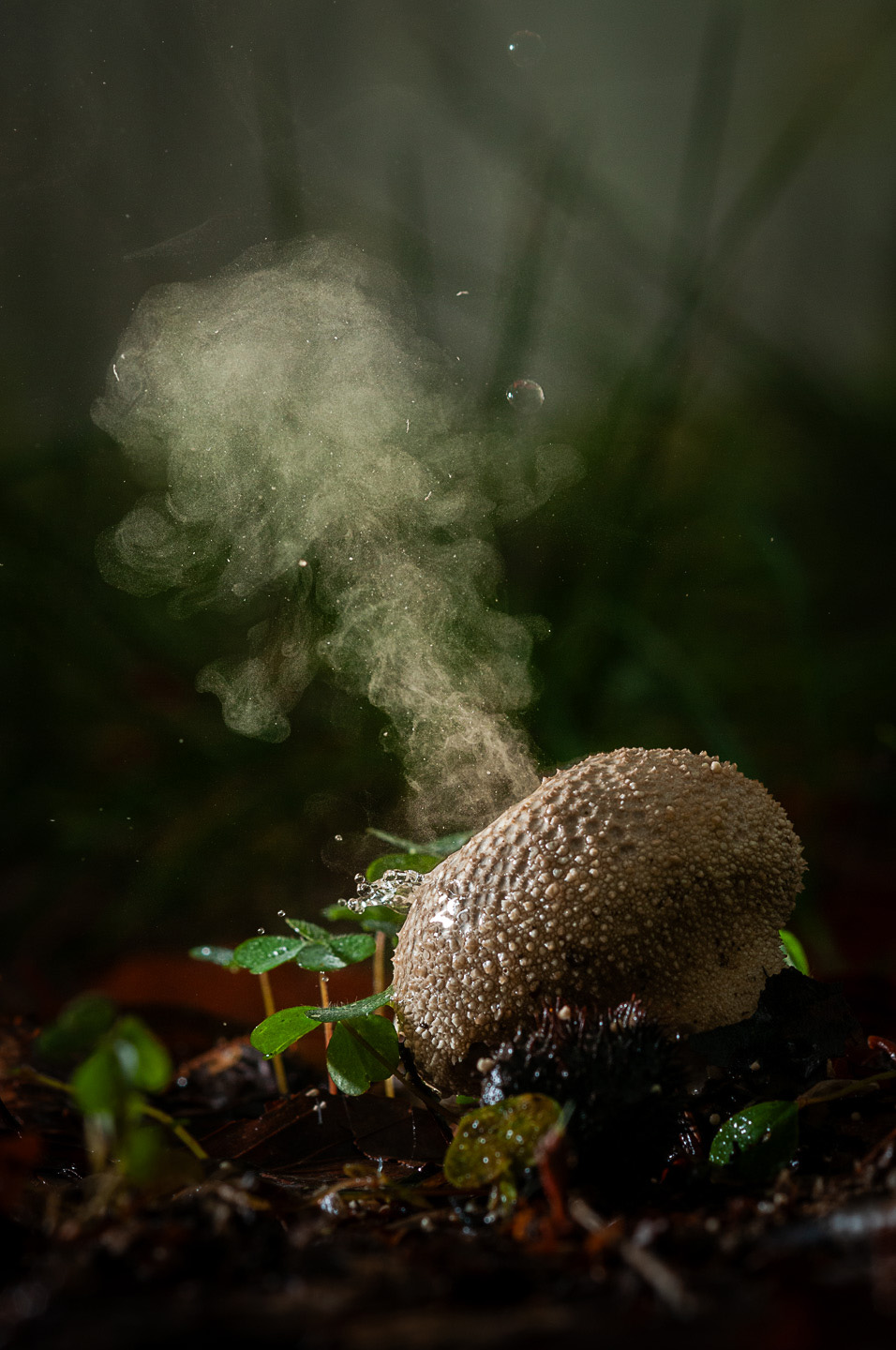 spore release
