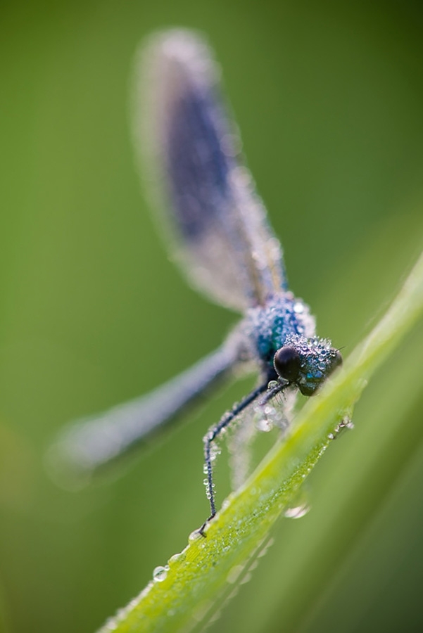Banded demoiselle damselfly #1