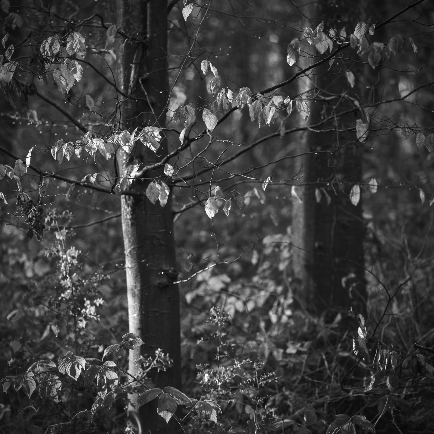 High wood raindrops