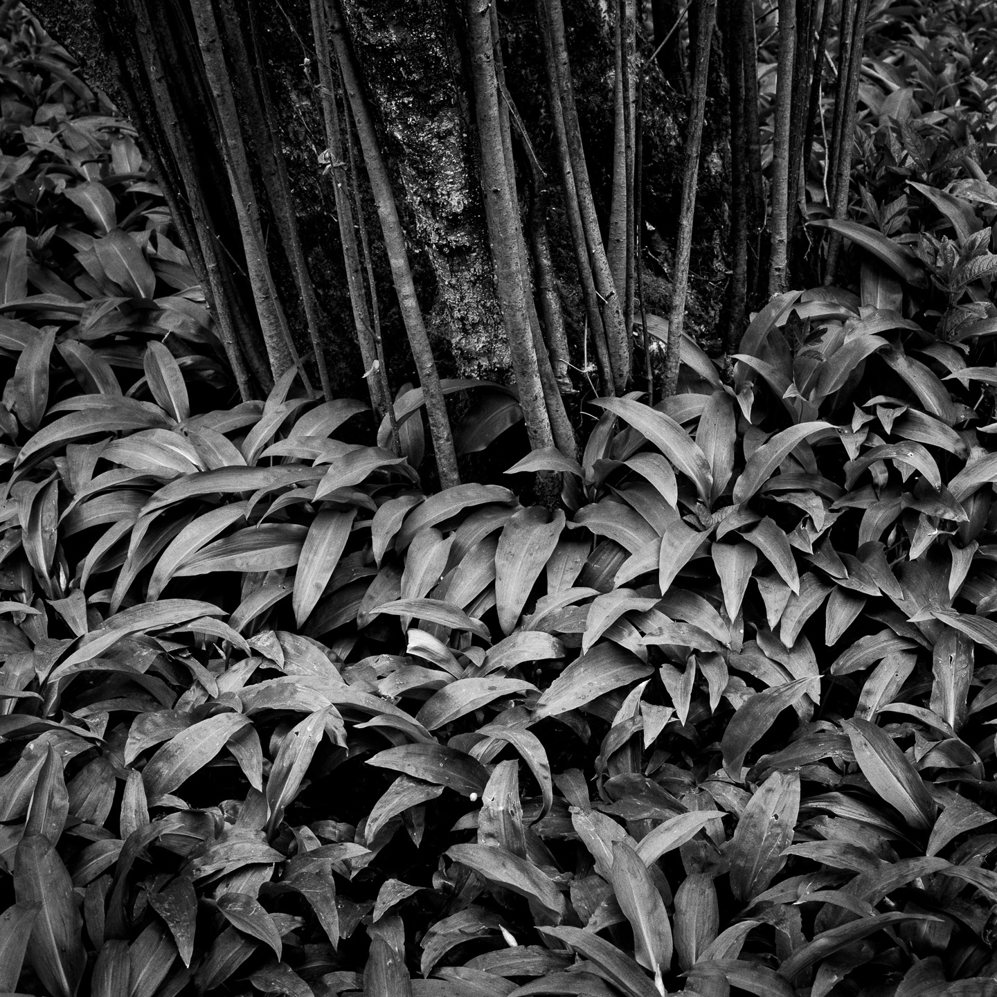 Ramson leaves and hazel