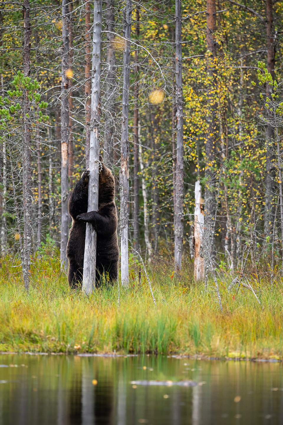 Brown bear standing, Finland. 
