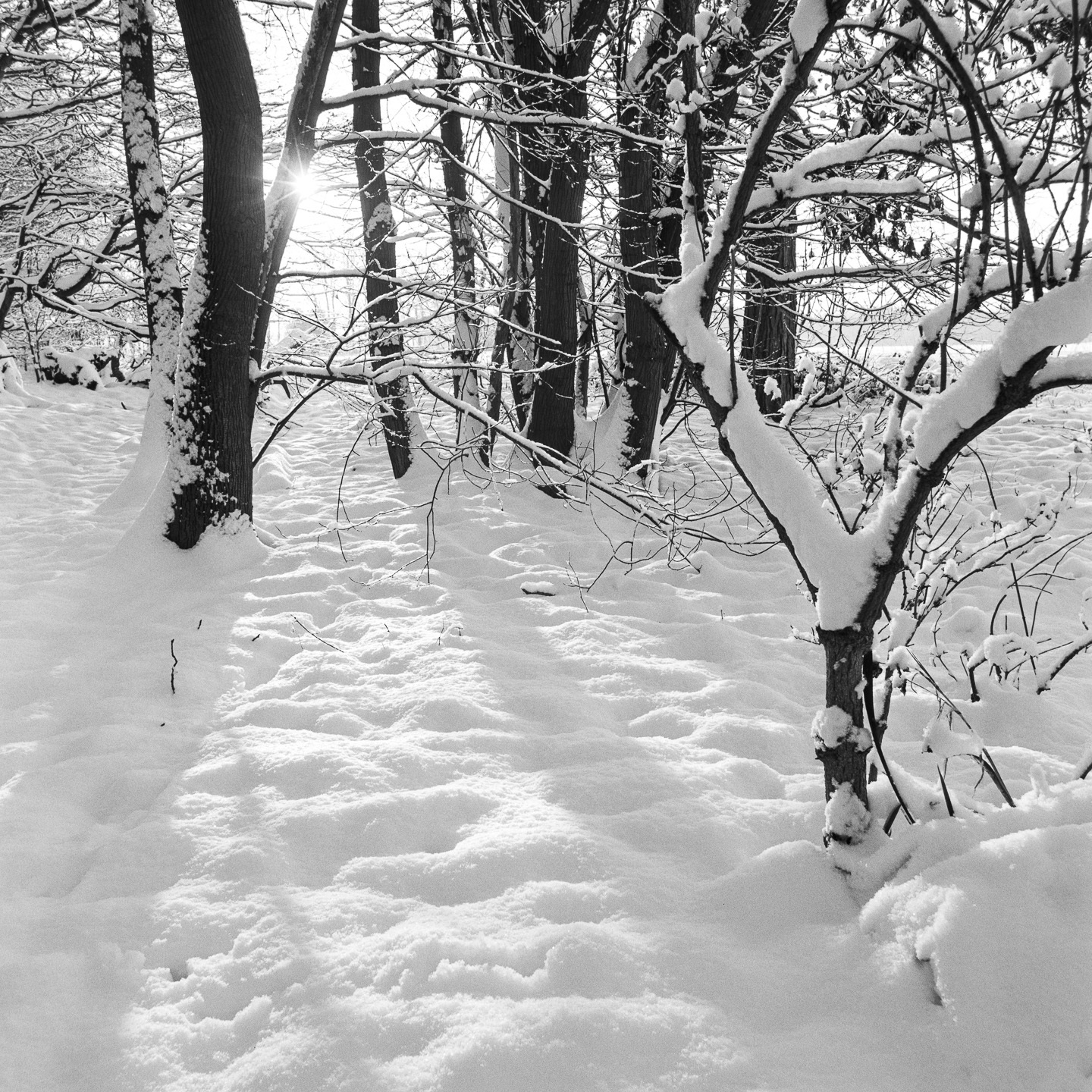 Dingle snow small tree on right